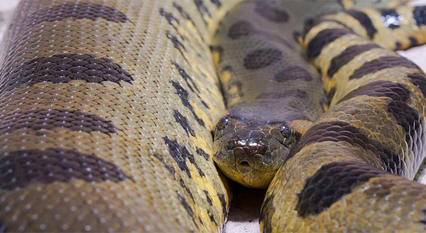 Viral Di Medsos Ular Raksasa Tembus 14 Juta Views, Netizen Heboh